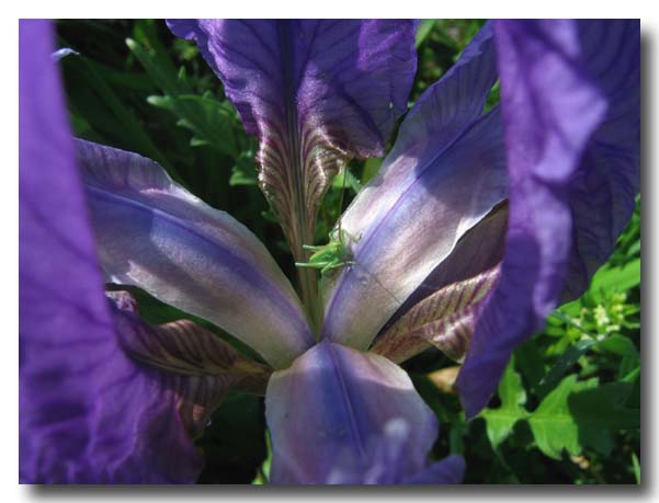 Iris pseudopumila / Giaggiolo siciliano